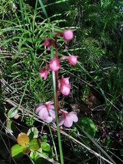 Pyrola asarifolia incarnata