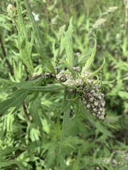 Artemisia tilesii