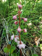 Pyrola asarifolia incarnata