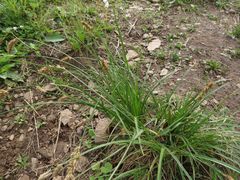 Carex laevissima