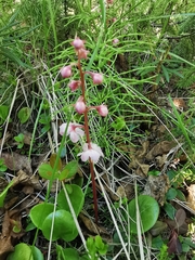 Pyrola asarifolia incarnata
