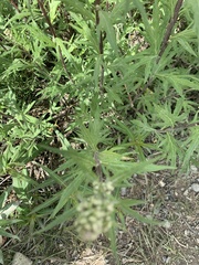Artemisia tilesii
