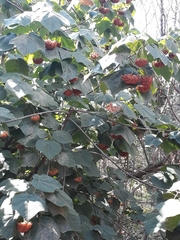 Dombeya × cayeuxii