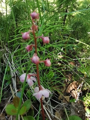 Pyrola asarifolia incarnata