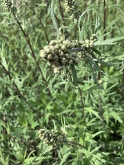 Artemisia tilesii