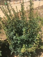 Scrophularia rubricaulis