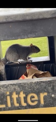 Sciurus carolinensis