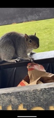 Sciurus carolinensis
