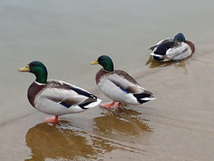 Anas platyrhynchos