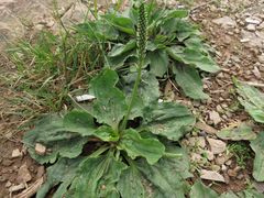 Plantago asiatica