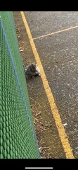 Sciurus carolinensis