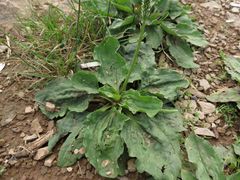 Plantago asiatica