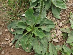 Plantago asiatica
