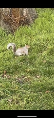 Sciurus carolinensis