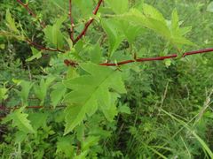 Crataegus pinnatifida