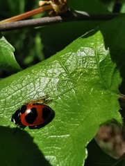Coccinella nivicola