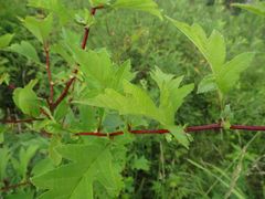 Crataegus pinnatifida