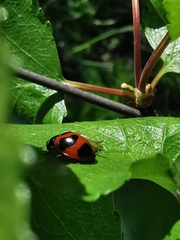 Coccinella nivicola