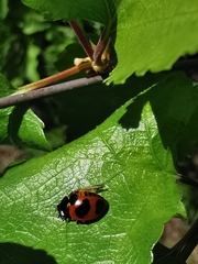 Coccinella nivicola