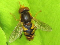 Parhelophilus obsoletus
