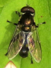 Xylotina