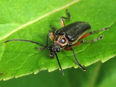 Brachysomida bivittata