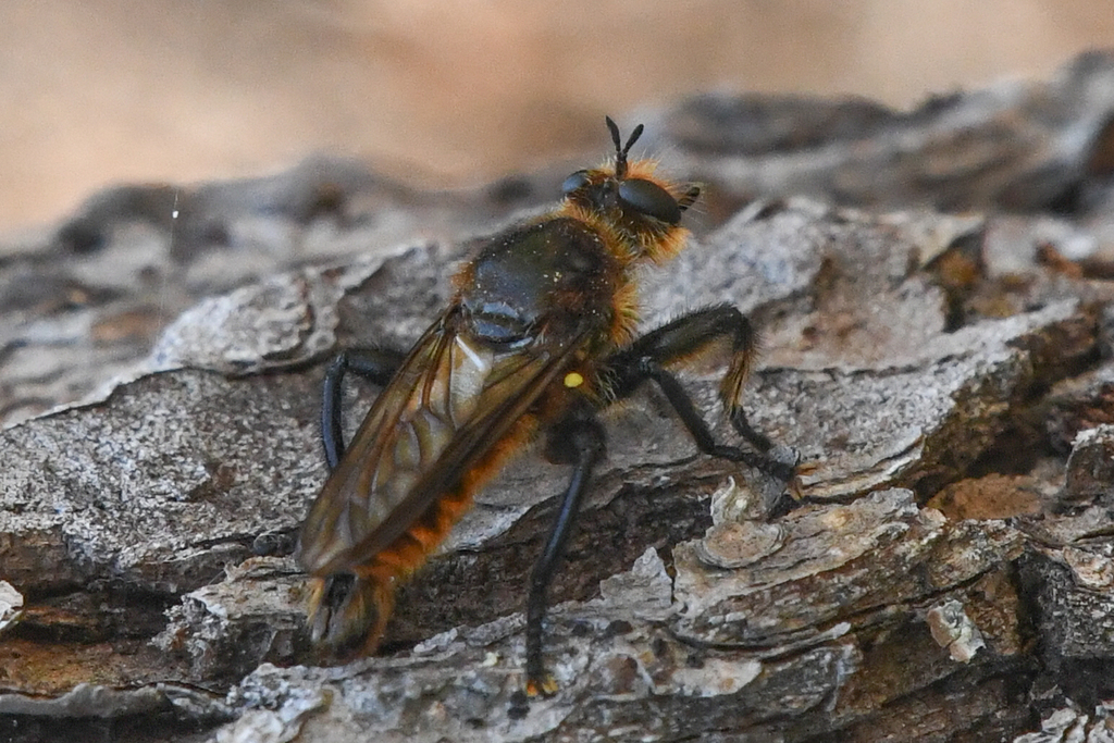 Golden Laphria
