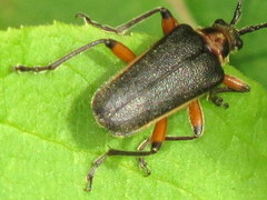 Brachysomida bivittata