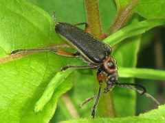 Brachysomida bivittata