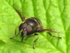 Eristalis cryptarum