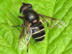 Eristalis cryptarum