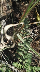 Cheilanthes eckloniana