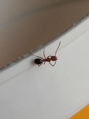 Camponotus decipiens