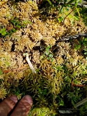 Sphagnum centrale