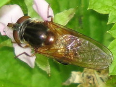 Rhingia nasica image