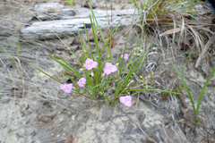 Callisia graminea