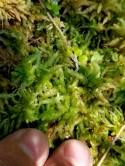 Sphagnum centrale