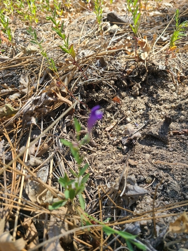 iNaturalist observation photo of Grayleaf Skullcap
