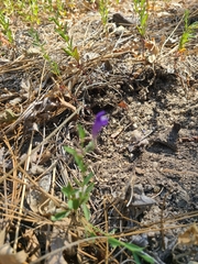 Scutellaria siphocampyloides