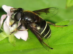 Eristalis cryptarum