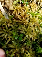 Sphagnum centrale