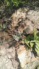 Cheilanthes eckloniana