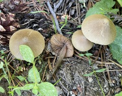 Entoloma holoconiotum