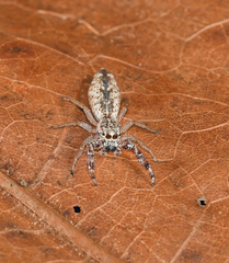 Hentzia grenada