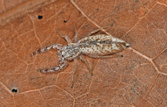 Hentzia grenada