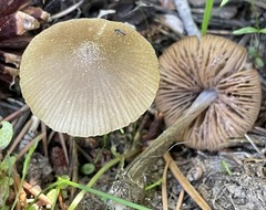 Entoloma holoconiotum