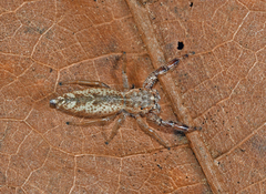 Hentzia grenada