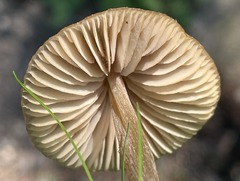 Entoloma holoconiotum