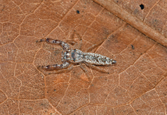 Hentzia grenada