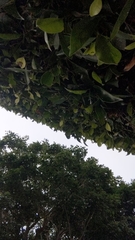 Ficus microcarpa microcarpa